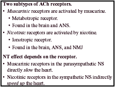 ACh Receptors Nictotinic receptors are found in skeletal muscle (ionotropic effect) Agonists: ACh, nicotine Antagonists: curare (arrow tips) Muscarinic