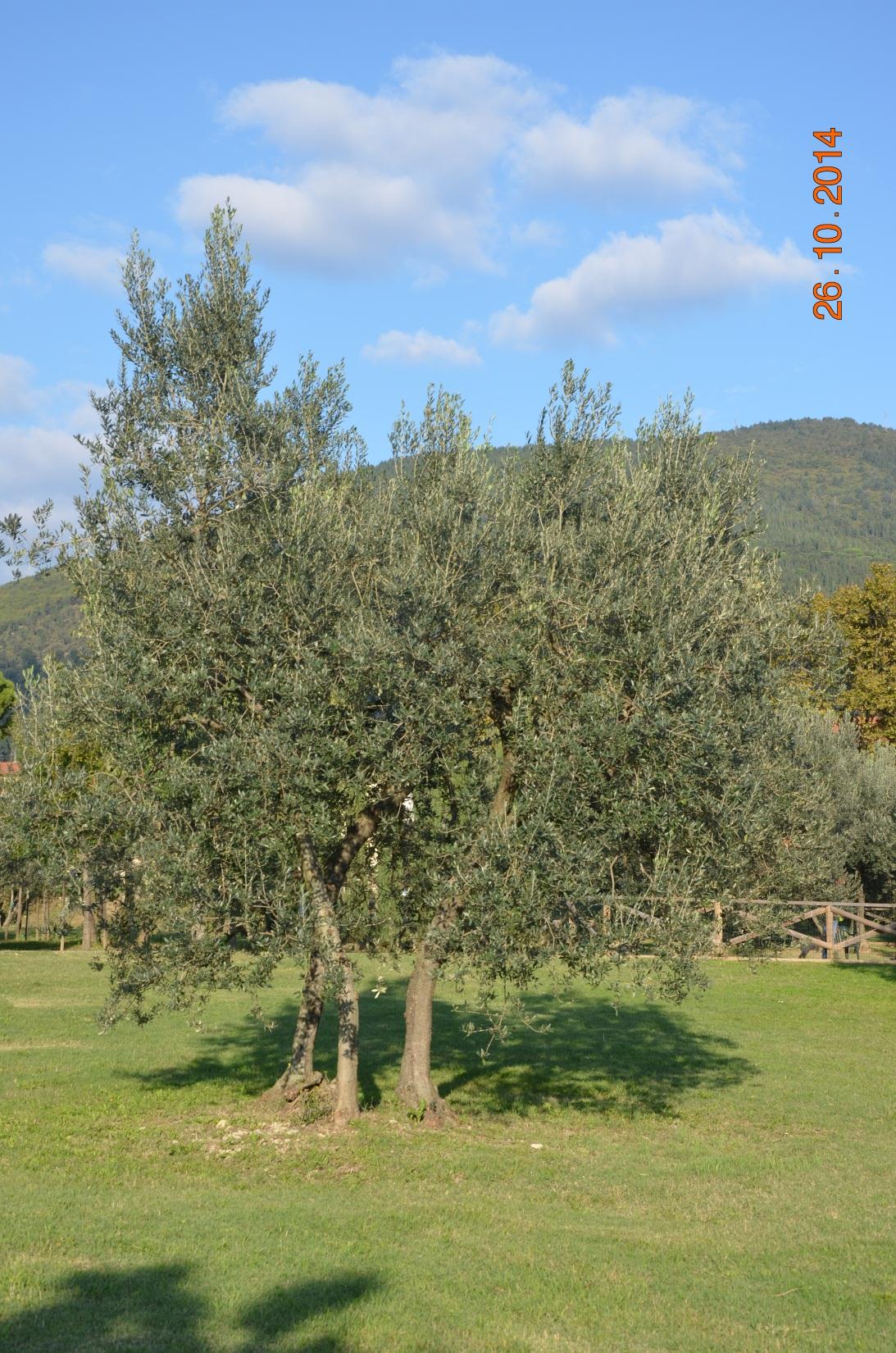 Albero olivo in parco pubblico. Si notano i 3 rami principali.