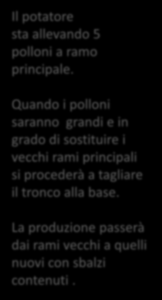 Quando i polloni saranno grandi e in grado di sostituire i vecchi rami