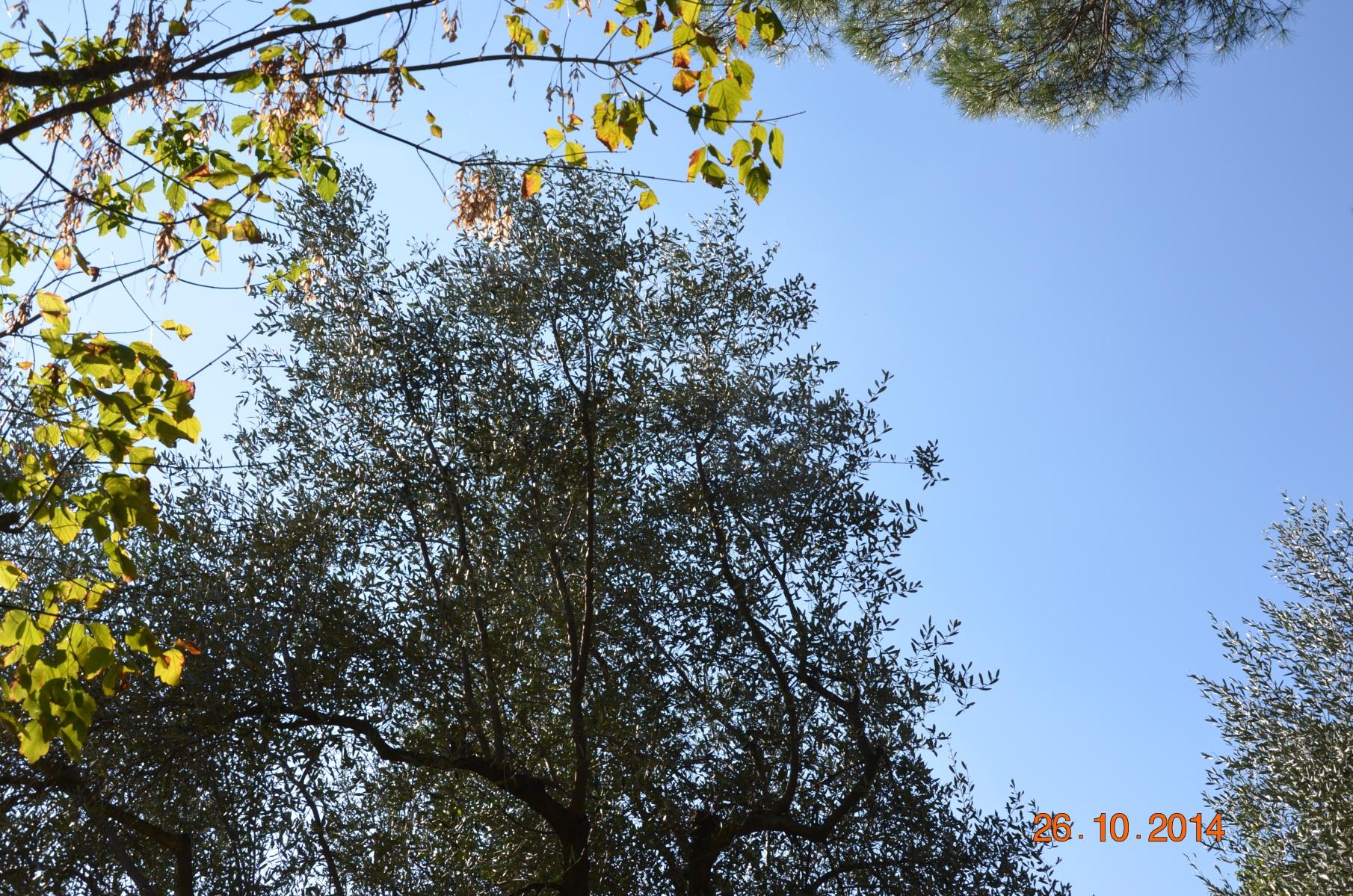 Dettaglio della chioma. Si notano gli altri alberi in competizione.
