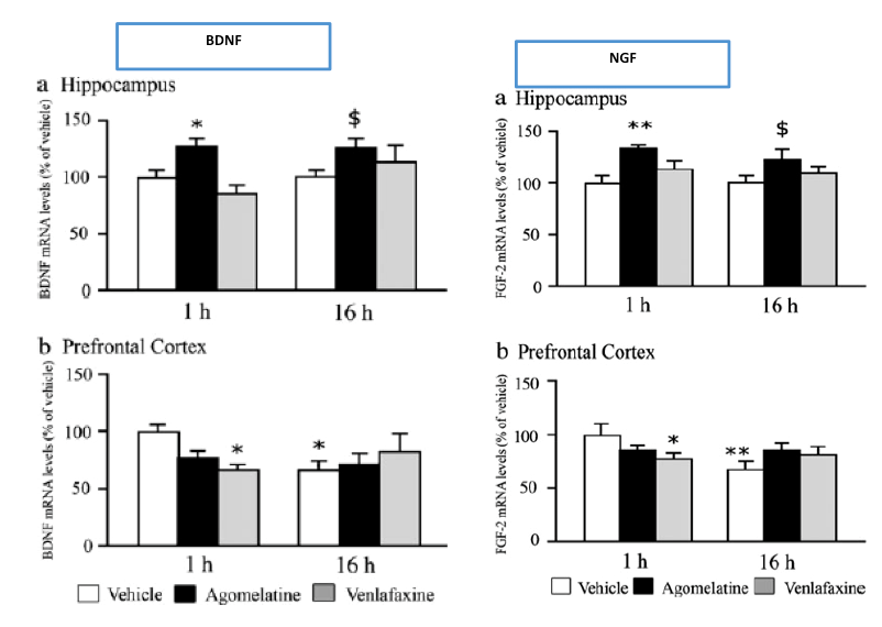 STIMOLATION OF NEURONAL GROWTH FACTORS