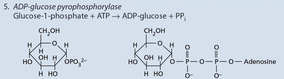 il glucosio 6-fosfato viene