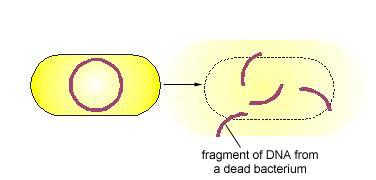 Trasformazione batterica 1 1. Morte e degradazione del batterio donatore. 2.