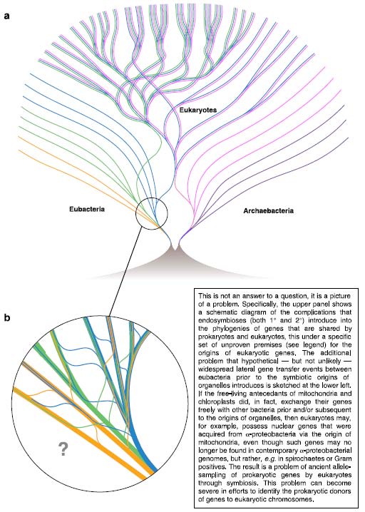 Gli alberi filogenetici Cavalier-Smith, T.