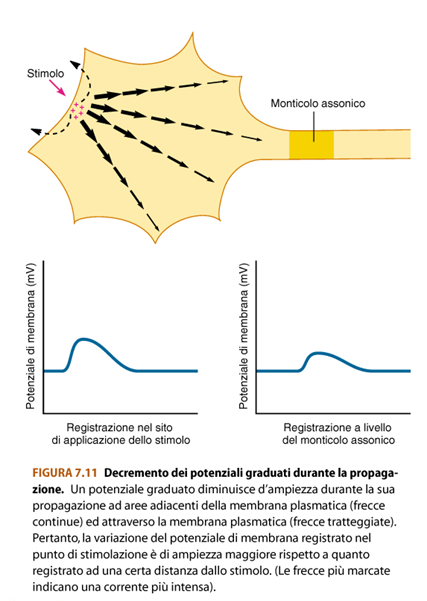 POTENZIALI GRADUATI -Il potenziale graduato si attenua con la distanza: la variazione del potenziale di membrana genera un flusso di corrente che si propaga ad aree adiacenti della membrana