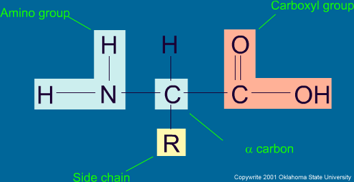 LE PROTEINE Le proteine sono costituite da amminoacidi (composti da H, C, O, N e S).