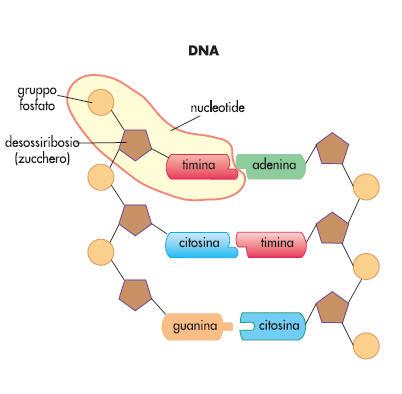 Il DNA costituisce il materiale genetico della