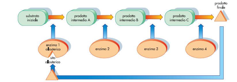 Gli enzimi funzionano da catalizzatori