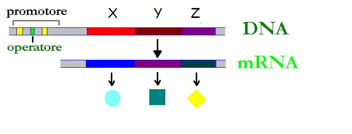 Operon Lac L operon LAC è soggetto a doppia regolazione sia negativa che positiva.