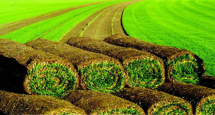 Fo t o 3 Prato a rotoli MESSA A DIMORA DI PIOTE Utilizzabile per tutte quelle essenze dotate di significativa crescita di culmi laterali (stoloni e/o rizomi).