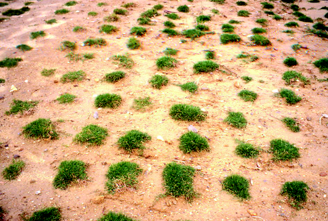 Fo t o 4 Piote Stolonizzazione La tecnica della stolonizzazione, detta anche sprigging è applicabile ogni qual volta la specie da insediare possiede un vigoroso habitus di crescita stolonifero.