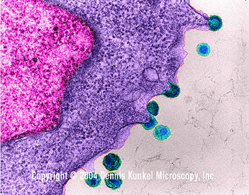 6. RILASCIO Il virus può essere rilasciato per lisi della cellula o per gemmazione (virus con envelope). La gemmazione non porta necessariamente a morte cellulare.