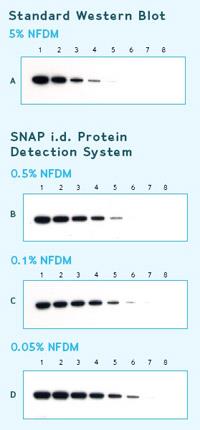 Funzionamento dello SNAP Fase di Blocking (Nonfat Dry Milk) %p/v Lo SNAP