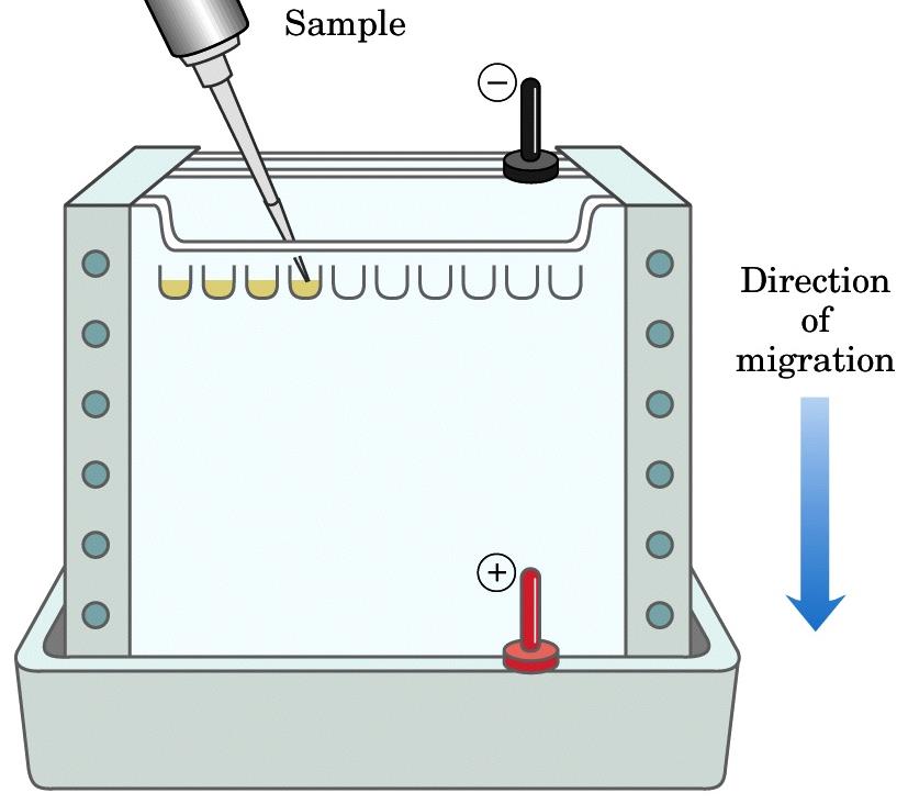 Gradiente di BSA 1. 2000 ng/ul 2. 1000 ng/ul 3. 500 ng/ul 4. 250 ng/ul 5. Marker 6.