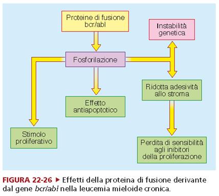 Leucemie (2) L incidenza delle diverse forme di leucemia varia con l età: Forme acute nel bambino e nel giovane Forme croniche nell adulto e nell anziano.