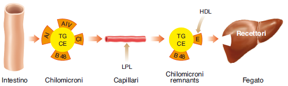 Trasporto dei lipidi nel sangue (2) Assorbimento intestinale e trasporto dei lipidi esogeni a tessuti e fegato La lipasi lipoproteica (secreta dagli adipociti e c.