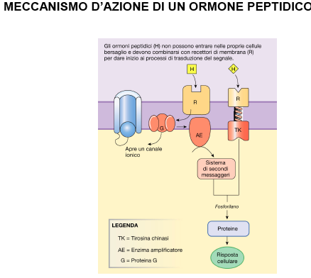 MECCANISMO D AZIONE