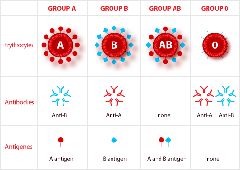 GRUPPI SANGUIGNI sistema AB0 agglutinine agglutinogeno sistema Rh