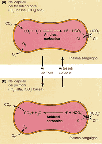 /O 2 regolazione del ph Proteina principale: emoglobina 33% Numero: