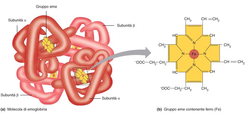 Emoglobina Struttura: proteina globulare tetramerica omposizione: 2 catene e 2