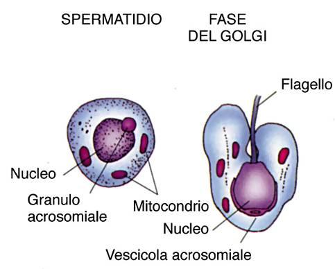 Fase del Golgi: Sintesi da parte del Golgi di enzimi idrolitici, accumulati in Granuli preacrosomiali, che si fondono a formare la