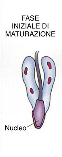 Fase Iniziale di Maturazione: Microtubuli formano il Manicotto, poi sostituito dall Anello, punto d unione tra parte