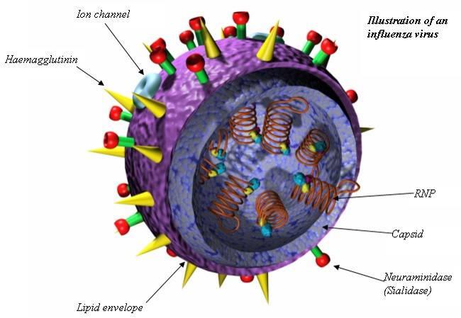 Virus dell influenza ( 80-120 nm) Virus ad RNA (acido