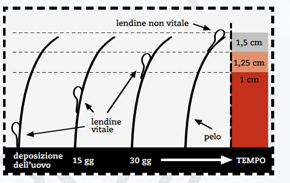 L infestazione può essere asintomatica oppure caratterizzata da prurito che si riscontra in una percentuale molto variabile di soggetti colpiti ed è dovuto alla reazione irritativa allergica causata