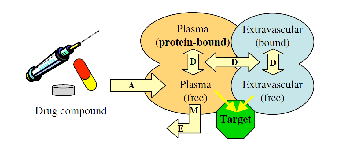 (C. Bertucci) Parametri ADME Studio della farmacocinetica di un farmaco: A Assorbimento D