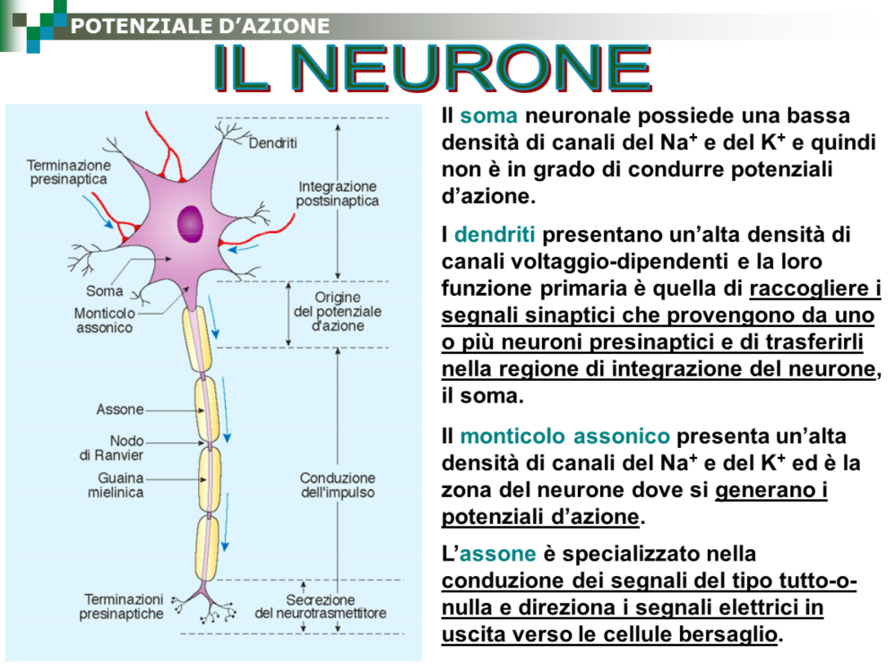 Il neurone è l unità funzionale del sistema nervoso.