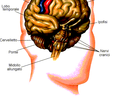 Il sistema nervoso dei vertebrati Il sistema nervoso dei vertebrati mostra un alto livello di centralizzazione