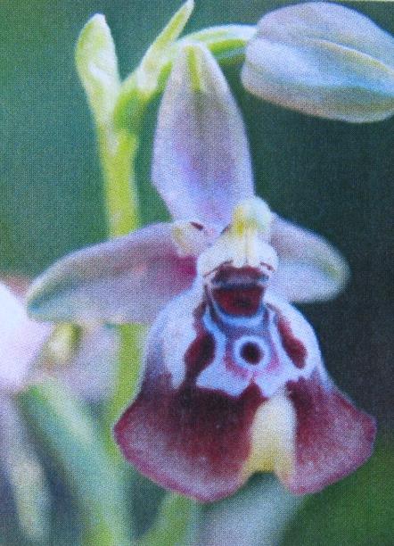Localizzazione, studio, raccolta, moltiplicazione e conservazione germoplasma delle specie di orchidee selvatiche presenti nella Riserva Naturale orientata Oasi Faunistica di