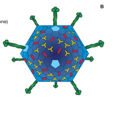 Caratteristiche immunologiche: gli antigeni La reattività immunologica più spiccata negli adenovirus è espressa dalle proteine degli esoni e dei pentoni.