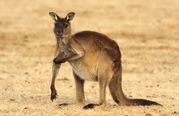 Progetto Wildlife / Kangaroo Island Contribuisci alla salvaguardia della fauna locale sulla selvaggia isola di Kangaroo Island, al largo dell'australia Meridionale.