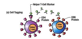 MATURAZIONE CELLULE MIELODI VARIAZIONI MORFOLOGICHE VARIAZIONI IMMUNOFENOTIPICHE Antigeni dei precursori CD34-CD117 Antigeni panleucocitari CD45-CD18 Antigeni specifici