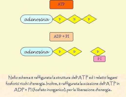 ATP ADP +