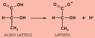 L ACIDO LATTICO È anche necessario osservare che l acido lattico (lattato + H + ) nella sua componente lattato è a sua volta un metabolita in grado di riprodurre substrati energetici (glicogeno) e/o,