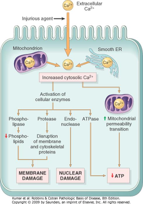 Overload di Ca2+ La riduzione di afflusso di O2 causa la riduzione del pool di ATP con H + (per shift anaerobio) e influsso di Ca 2+ sia dal compartimento extracellulare che dal R.E.