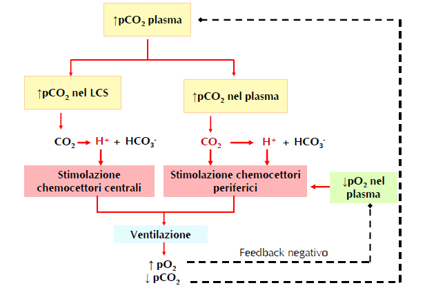 Controllo chimico della respirazione Chemocettori centrali: Neuroni situati bilateralmente al di sotto della superficie ventrolaterale