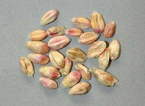 Fase diagnostica Cariosside di grano infette da fusariosi Sintomi di fusariosi su spiga di grano -