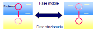 FASE STAZIONARIA E FASE MOBILE Una delle fasi cromatografiche, definita stazionaria, è costituita da un letto statico (solido, gel, liquido) attraverso il quale si muove la seconda fase detta mobile