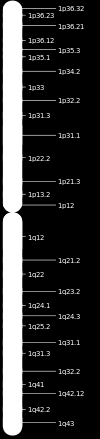 È un lungo polimero costituito da una lunga catena di nucleotidi.