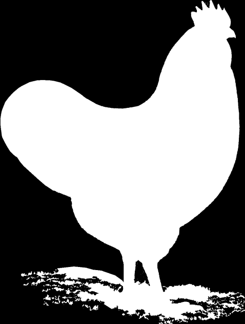 NOMENCLATURA DELLE VARIE PARTI DEL CORPO DEL GALLO FALCIFORMI CODA FALCIFORMI MINORI PENNE DEL GROPPONE OCCHIO