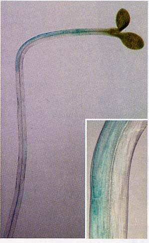 pianta Arabidopsis trasformata con il costrutto DR5::GUS DR5 = promotore gene GH3 (indotto da