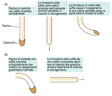 la cuffia produce un inibitore