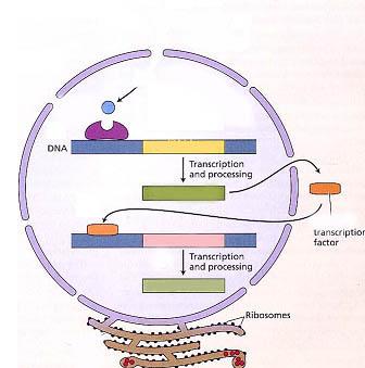 L auxina attiva la trascrizione genica - geni precoci - geni tardivi