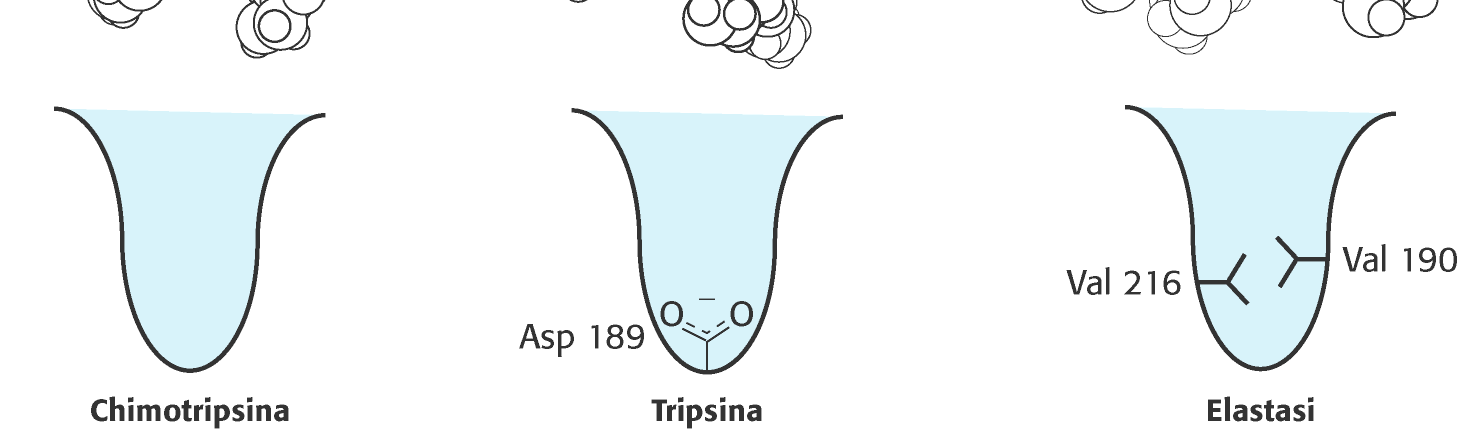 Triade catalitica: Asp His Ser presente anche in altre proteasi Es: tripsina (specificità: Lys, Arg) elastasi (specificità: amminoacidi con