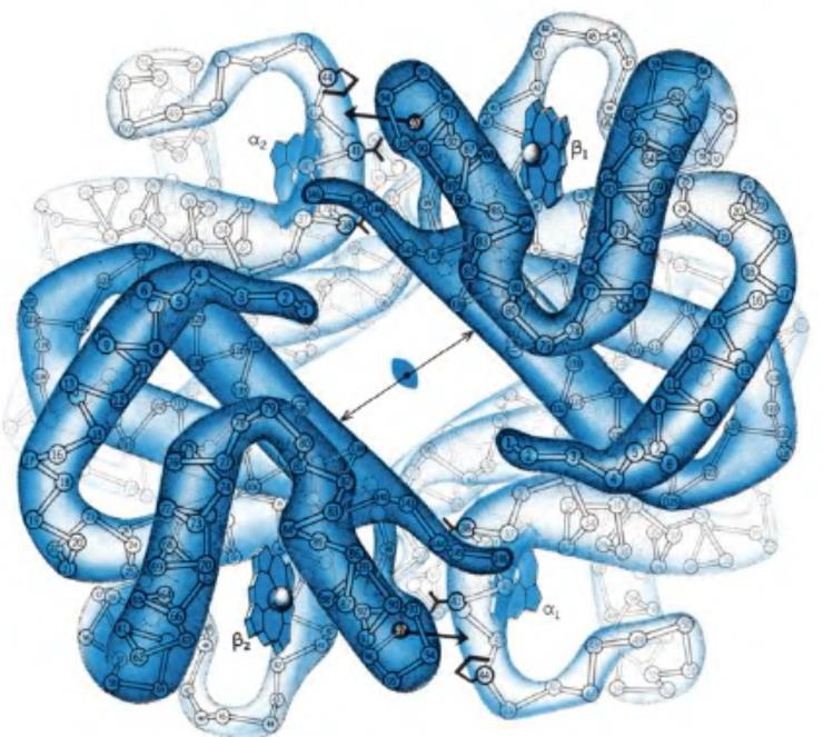 Emoglobina: Caratteristiche Generali Proteina globulare intracellulare Facilita il trasporto dell ossigeno ai tessuti Efficienza e specificità simili a quelle enzimatiche (enzima onorario) Nei