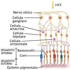 Coni=sensibili alla luce ed ai colori (decodificano tre colori: blu, rosso e verde (presenti nella fovea)(regione centrale della retina, punto di