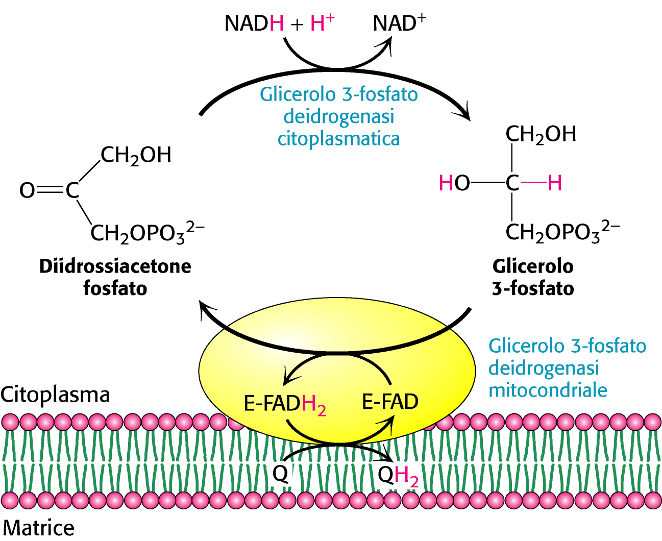 I NADH prodotti durante la glicolisi nel citosol, in condizioni aerobiche (respirazione mitocondriale attiva), possono trasferire elettroni all interno del mitocondrio attraverso i Sistemi Navetta,